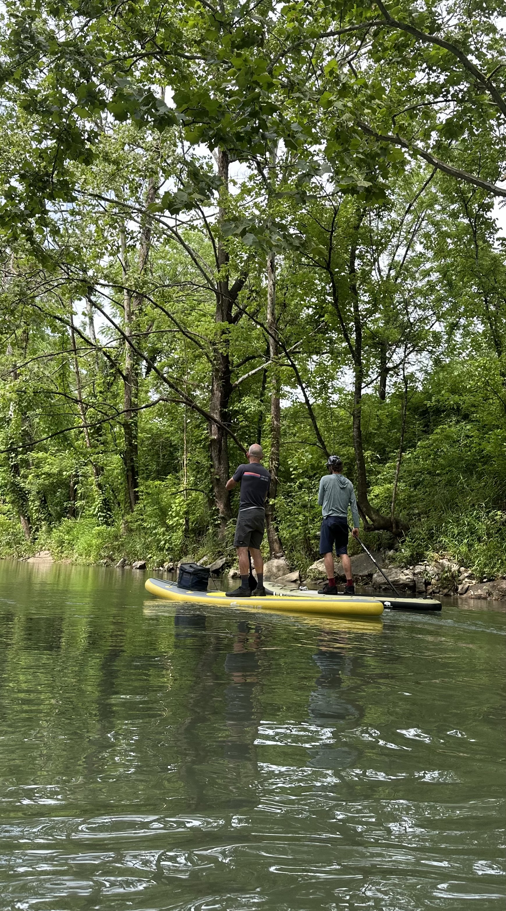 A paddler standing on a SUP board under the tree canopy on Little Sugar Creek